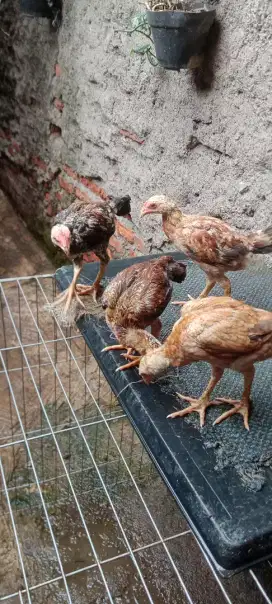 Jual cepat sepasang anak ayam Bangkok mangoun bulbi ori