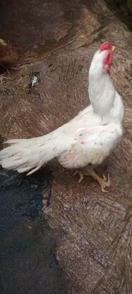 Jual cepat ayam Bangkok ekor lidi