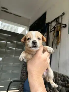 Dijual Murah anak Anjing Beagle Umur 2 bulan