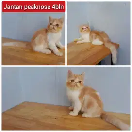 Lepas adopsi kucing persia peaknose jantan