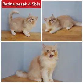 Lepas adopsi kucing persia pesek betina