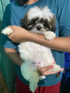 Shihtzu puppies pure