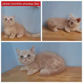 Lepas adopsi kucing persia munchkin cebol jantan