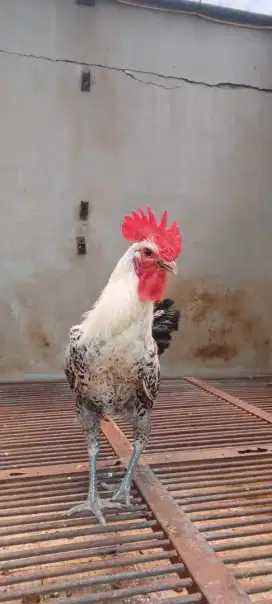 Ayam Layer kampung jenis Swedia dan Elba