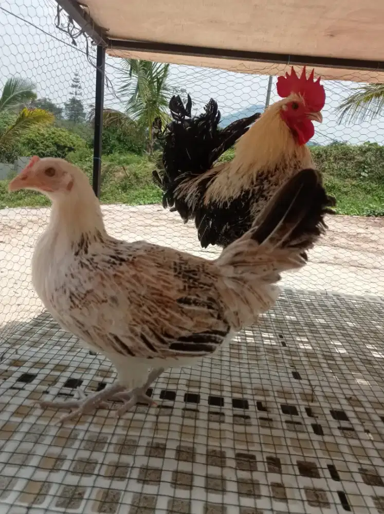 Ayam Layer kampung jenis ELBA
