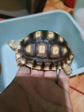 Sulcata 9cm body cakep