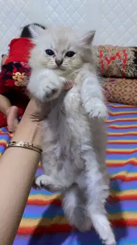 KUCING ANAK AN BRITIS LONGHAIR