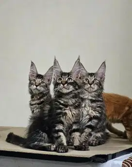 Mainecoon kitten pure breed