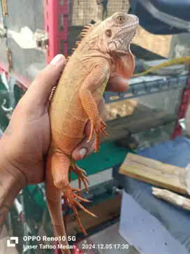 Super Red iguana A+