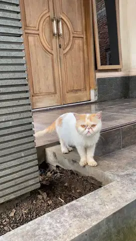 Kucing exotic shorthair peaknose persia exo