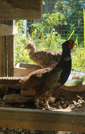 Ringnek pheasant