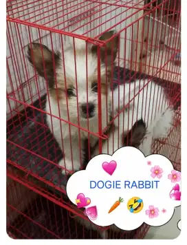 Anak Anjing Shitpom Lucu Free ongkir