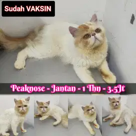 Kucing peaknose jantan udah vaksin lagi birahi ya