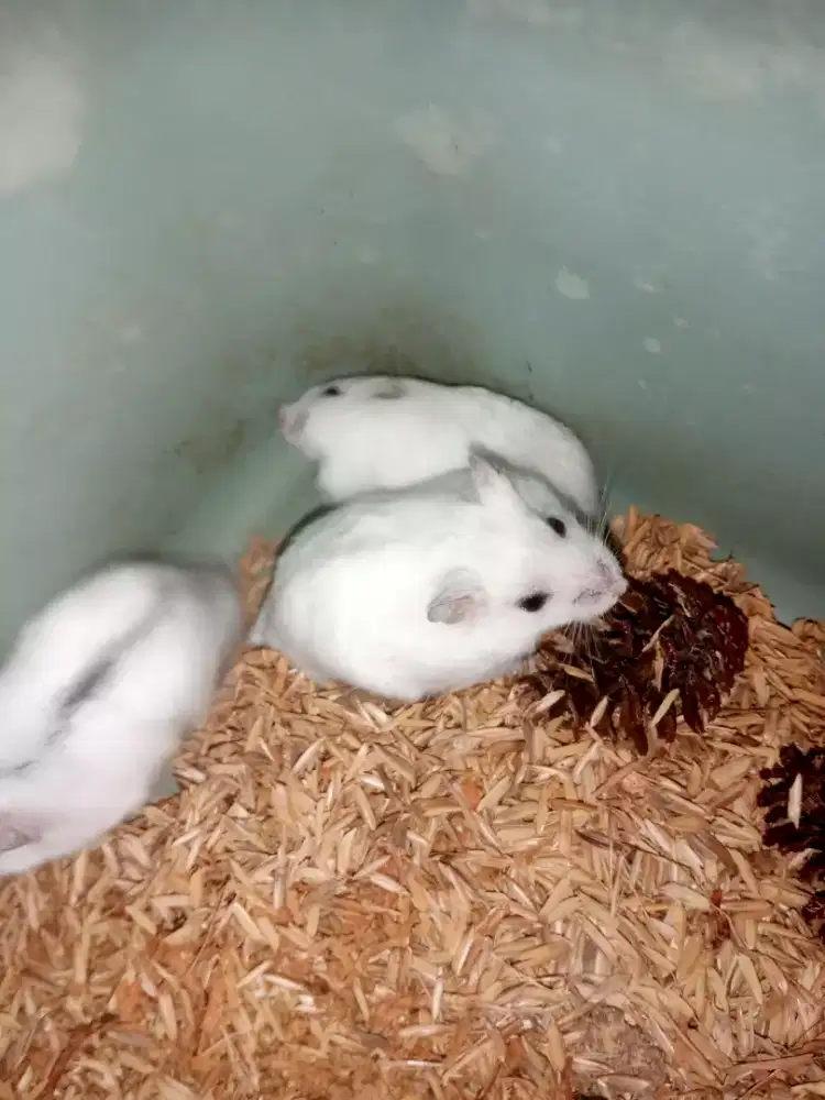 Hamster winter white