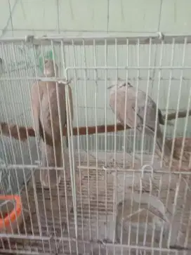 Burung puter sepasang