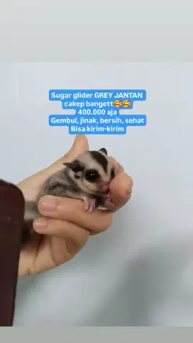 Sugar glider grey jantan veloz jok spingbed lemari ayunan bayi ayam