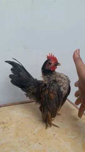 Ayam serama remaja