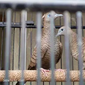 Burung Perkutut Sortiran Jantan Gacoran Dewasa