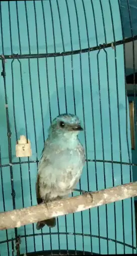 Burung Anis Biru Pastol, fulset plus kandang besi ¾ , Free Ongkir