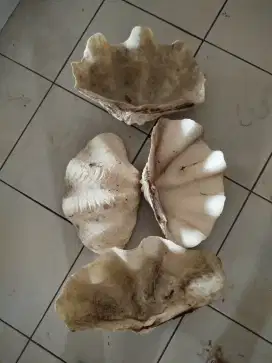 Kerang besar utk hiasan