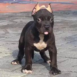 Pitbull betina hitam murah bagus