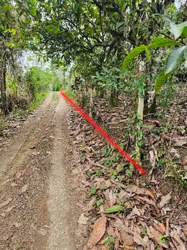 kebun durian dan kopi murah di Bali