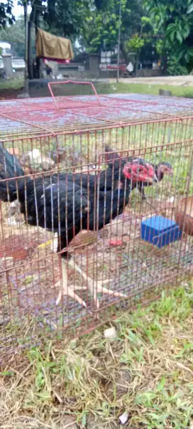 Jual ayam bk-ayam kampung