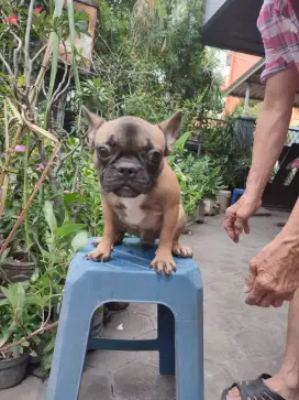 Dijual French Bulldog jantan