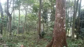 Tanah kebun durian udah produktif nempel jalan raya angkot