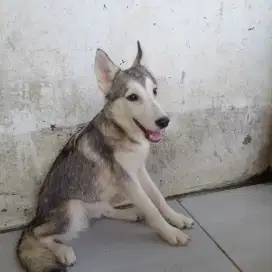 Jual Dogy Husky siberian jantan usia 4bln obat cacing lngkap no.Stb