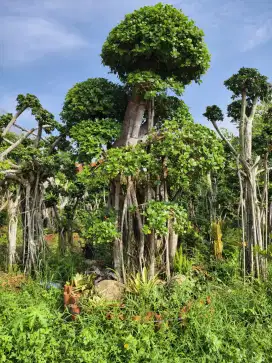 Pohon bonsai beringin korea