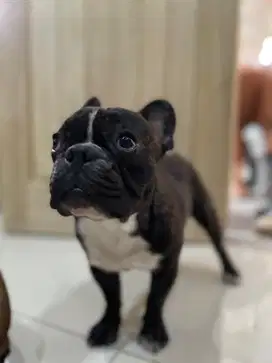 French bulldog Brindle jantan