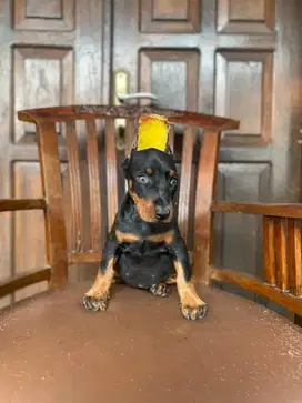 Doberman Pinscher Betina