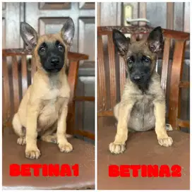 Belgian malinois betina Black Mask