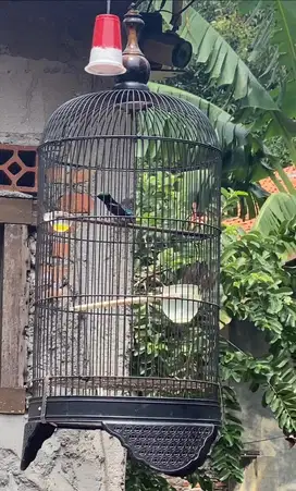 Burung Konin Jantan Gacor Ngobra Fullset