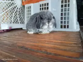 Kelinci hias Holland lop