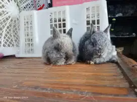 Kelinci jenis mini Netherland Dwarf