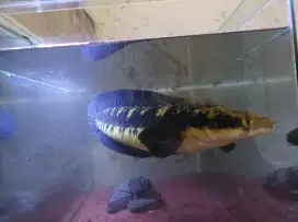 Ikan chana maru yellow sentarum