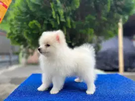 Minipom white Jantan Kosongan