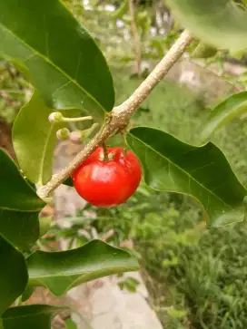 Bibit Vietnam Cherry