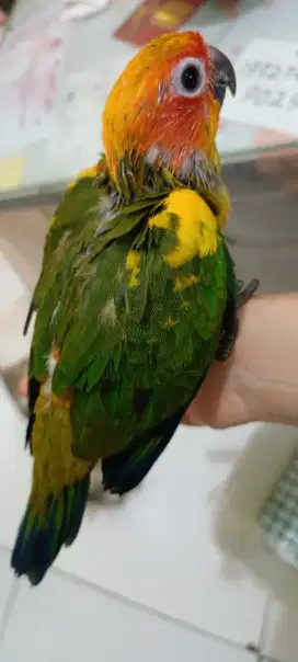 Anakan sun conure jinak