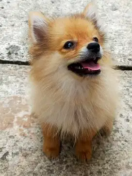 Anjing Pomeranian