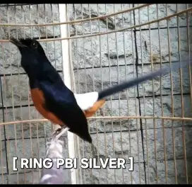 Murai batu RING PBI SILVER [ prestasi & Bulu baru ] Gacorrr