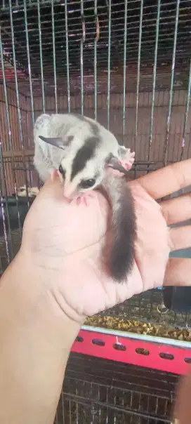 Sugar Glider White Face