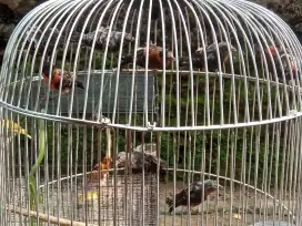 Burung red siskin dewasa