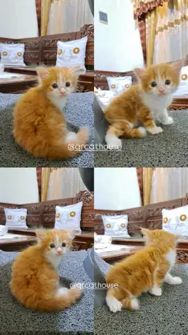 Kucing Persia Jantan 2 Bulan