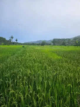 Dijual tanah sawah cepat, subur, Pacitan kota