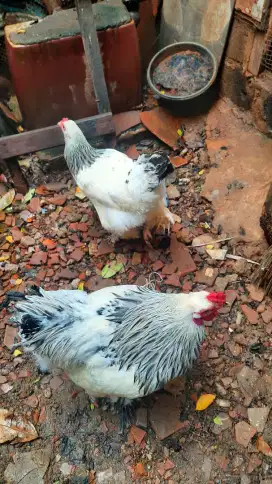 Ayam Brahma sepasang