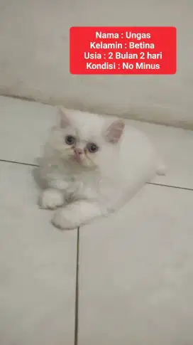 Kucing Persia Flatnose