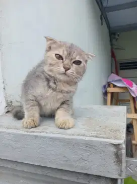 Kucing kitten peranakan BSH dan persia